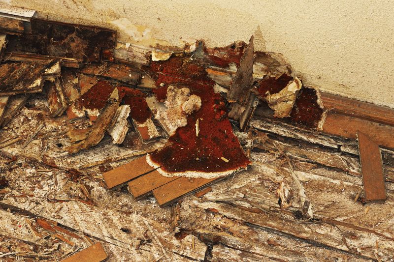 Dry Rot Repair Service