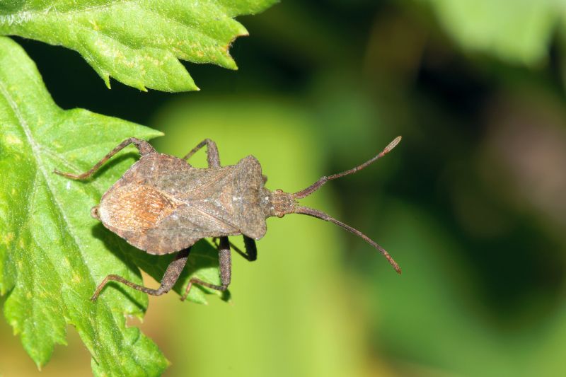 Stinkbug Extermination Service